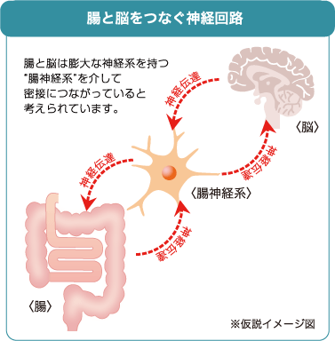 腸と脳をつなぐ神経回路