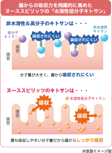 腸から吸収力を飛躍的に高めたヌーススピリッツの「水溶性低分子キトサン」