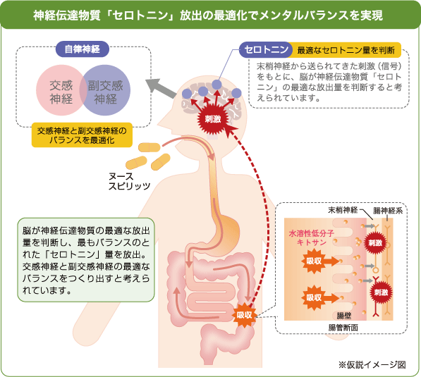 神経伝達物質「セロトニン」放出の最適化でメンタルバランスを実現